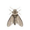 Skull Moth Anatomy