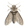 Skull Moth in Steampunk Style