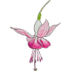 Fleur de fuchsia