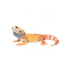 Beardo Weirdo Dragon Tee