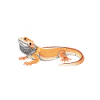 Weirdo With A Beardo