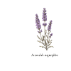 Lavender Botanical Illustration