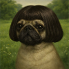 Dog with bobHairstyle in the countryside