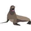 Sea Lion Print
