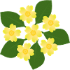 February Birth Flower Primroses Birthday Floral