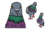 Respect the Locals Pigeons Coo