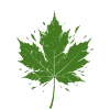 Green Maple Leaf with Splashes