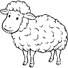 Schaf Schäfchen Lamm