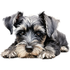 Miniature Schnauzer