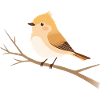 Little bird on branch nature illustration