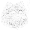 Smoking Pomeranian: Funny Pomeranian Meme