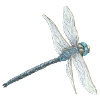 Illustration de libellule sarcelle