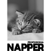Professional Napper – Sleeping Cat