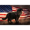 Katzenkrieger vor US-Flagge