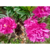 Peonies Fuchsia Garden