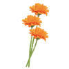 Orange Gerbera Trio