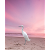 Der Star "Der Weiße Flamingo"