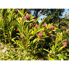 Design_floral