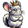 Chinchilla Chinchillas Chinchilla Owner Rodent