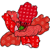 Roter_Mustermohn
