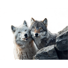 Wolves Duo on Rock
