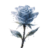 Eisrose: „Zerbrechliche Schönheit“