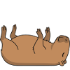 Capybara Allongé Humour Procrastination Paresse