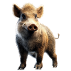 Wildschwein Schwarzwild Wildschweine Schwein Jäger