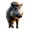 Wildschwein Schwarzwild Wildschweine Jäger Schwein