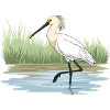 Löffler Loeffler Platalea leucorodia