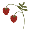 Raspberries