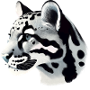 Clouded leopard