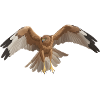 Marsh Harrier Circus aeruginosus