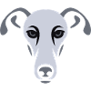 Lévrier, Galgo