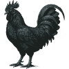Ayam Cemani, Gallo Nero al Chiaro di Luna