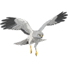 Hen Harrier Circus cyaneus