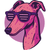 Greyhound, Galgo