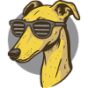Greyhound, Galgo