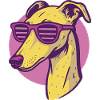 Greyhound, Galgo Sunglasses Pop Art