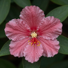 Pink Hibiscus Blossom Closeup