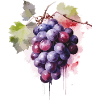 Raisins Aquarelle