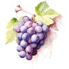 Grappe d’aquarelle de raisins