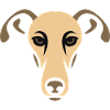 Greyhound, Galgo