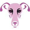 Greyhound, Galgo