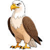 Imperial Eagle Portrait