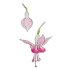 Fuchsia flower