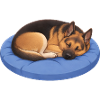 German Shepherd Relax, Chill, Lie