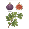 Botanical Plate Fig Ficus Carica