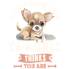 Chihuahua Chihuahueño Be The