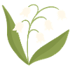 Maiglöckchenblüte